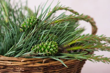 Taze çam dalları örülmüş bir sepetin içinde. Doğal sağlık uygulamaları var. Alternatif tıp, sağlıklı ve sağlıklı konsept. 