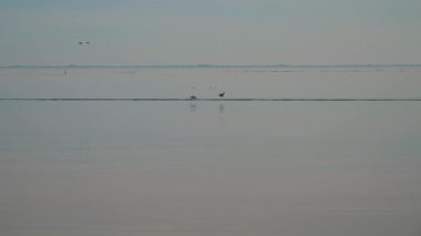Bulutlu havada vahşi ördekler denizin üzerinde uçar. Göçmen kuşlar hizada uçar.