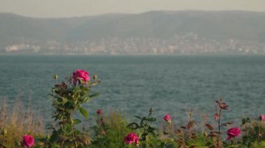 Çiçek açan kırmızı gül çalıları denizin ve dağların arka planında sallanıyor, boşluğu kopyala