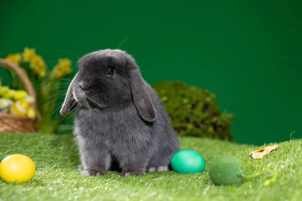 Easter bunny sitting near Easter eggs, green grass. Cute colorful bunny, green background, spring holiday, symbol of Easter, rabbits crawling on the green grass,