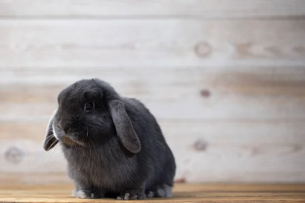 Conejito Encantador Conejos Pascua Sobre Fondo Claro Madera Hermosas Mascotas — Foto de Stock
