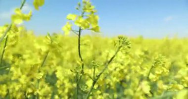 Sarı çiçek tohumu kanola tarımı tarlası. Güzel Çiçekli Tecavüz Tohumu Sahası Baharda Mavi Gökyüzü