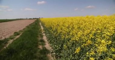 Sarı çiçek tohumu kanola tarımı tarlası. Güzel Çiçekli Tecavüz Tohumu Sahası Baharda Mavi Gökyüzü
