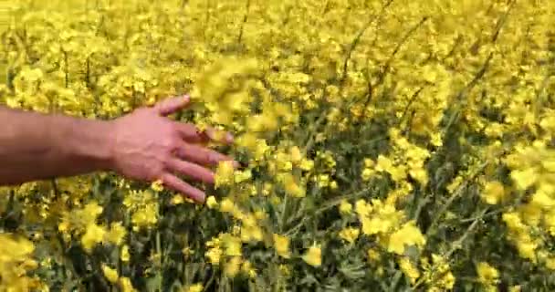 Mužská Ruka Pohybující Dotýkající Kvetoucích Květů Řepkového Semínka — Stock video