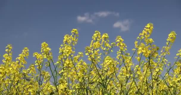 Pole Rzepaku Rzepaku Żółte Kwiaty Błękitne Niebo — Wideo stockowe