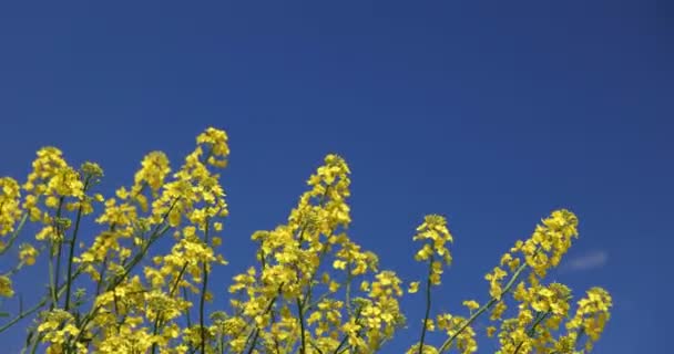 Kolza Tarlası Kolza Tohumu Sarı Çiçekler Mavi Gökyüzü — Stok video