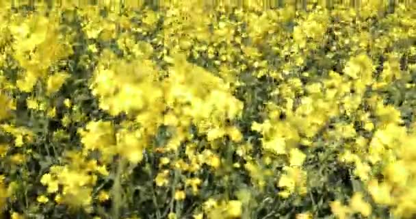 Field Yellow Rapeseed Sky — Stock Video