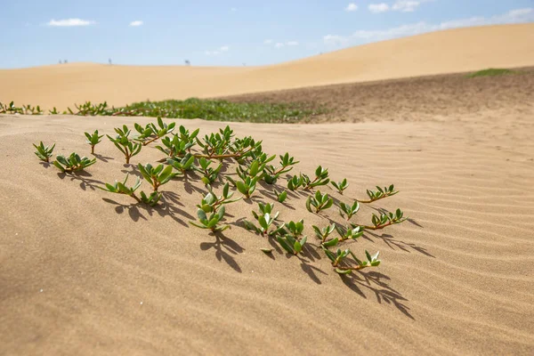 砂漠の風景に対する砂丘の緑の植物 ロイヤリティフリーのストック写真