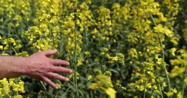 Mężczyzna Ręka Porusza Się Dotyka Kwitnące Kwiaty Rzepaku — Wideo stockowe