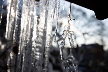 Çalı dalları ve yaprakları buzla kaplı. Kış sahnesi Çalıların dallarında kar ve rime buzu