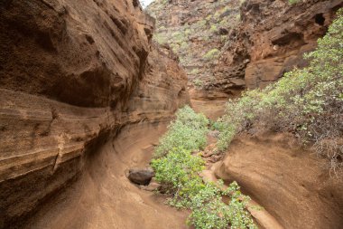 Barranco de las vacas adlı kanyon Büyük Kanarya Adaları 'nın kalbinde yer almaktadır..