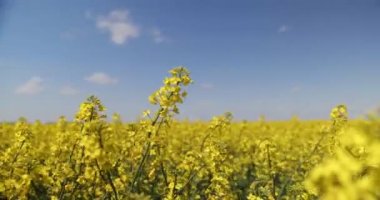 Kolza tarlası kolza tohumu sarı çiçekler ve mavi gökyüzü.