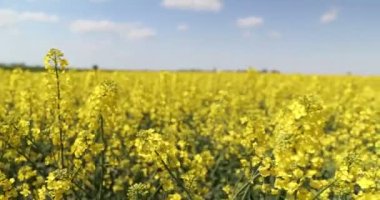 Sarı kolza tohumu ve gökyüzü .