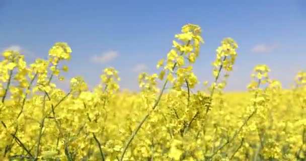 Campo Colza Colza Flores Amarillas Cielo Azul — Vídeos de Stock