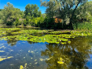 Nilüferler ve yansımalarla dolu sakin orman göleti
