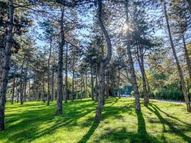 Güneşli çam ağaçları yeşil bir parkta gölgeler oluşturuyor.