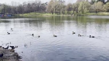 Bir bahar parkında sakin bir gölde yüzen ördekler.