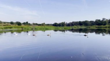 Doğayla çevrili sakin bir nehirde yüzen kuğular.