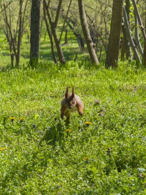 Kırmızı sincap canlı yeşil çimlerin üzerinden atlıyor.