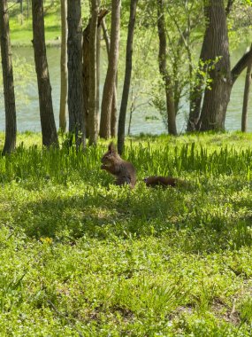 Kızıl sincap, yemyeşil çimlerde, suyun yanında yiyor.