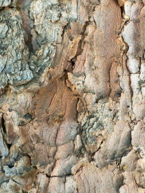 Eski ağaç kabuğunun makro soyut dokusu