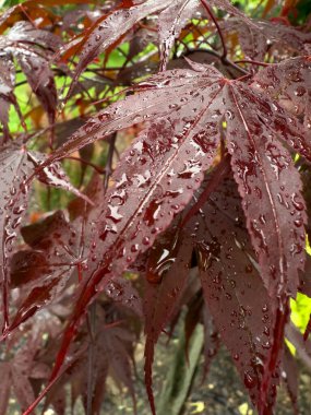 Su damlalarıyla kırmızı yaprakları kapat