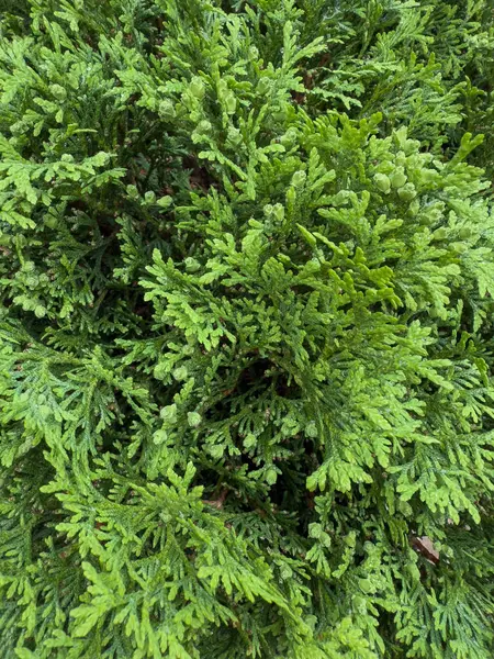 Yoğun yeşil yaprak dokusunu kapat