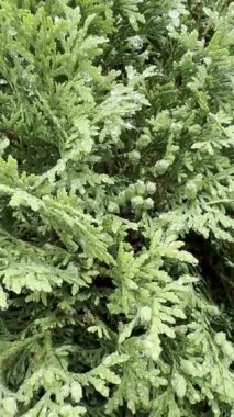 Sunset Coastal Resort Town Havacılık Panoraması