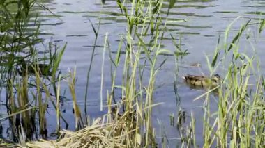 Ducks Swimming Reeds Water Sunlight Reflection