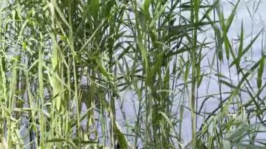 Duck Hiding Green Reeds Pond Water