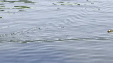 Ördekler Yüzüyor Sakin Göl Suyu Yüzeyi