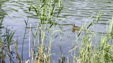 Ördek Yüzme Sazan Suyu Doğa Sahnesi