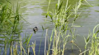 Ördekler Sazlıklar Arasında Sakin Su Yüzüyor