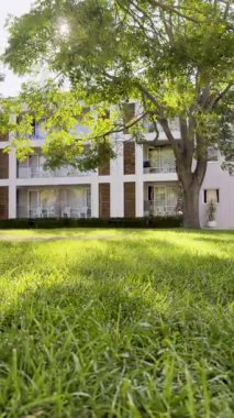 Yeşil Çimen Ağacı Modern Gün Işığı