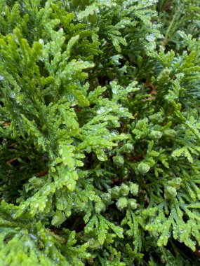 Parlak Yeşil Kozalaklı Su Damlalarını Yakından Bırakıyor