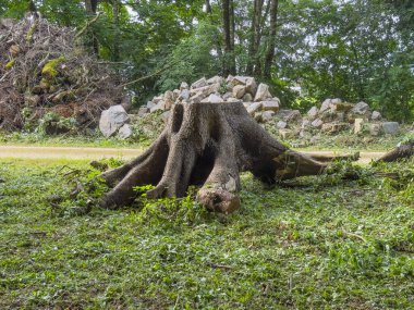 Büyük Köklü Ağaç Kökü Yeşil Temizleme İnşaatı