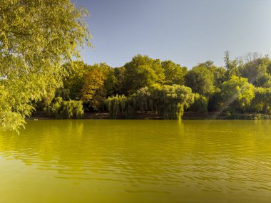 Canlı Yeşil Göl Söğüt Ağaçları Güneş Işığı
