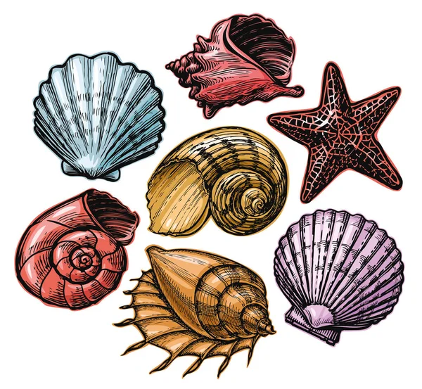 夏天的概念与贝壳和海星 五彩缤纷的热带贝壳海星水下自然 海底世界 — 图库矢量图片