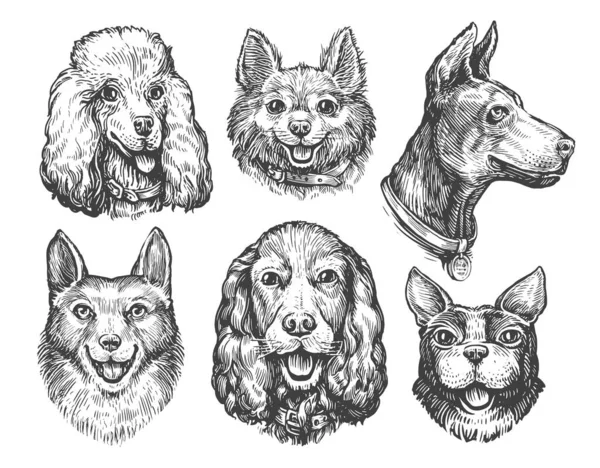 设置与不同品种的狗脸 收集可爱的狗的肖像 动物草图 病媒图解 — 图库矢量图片