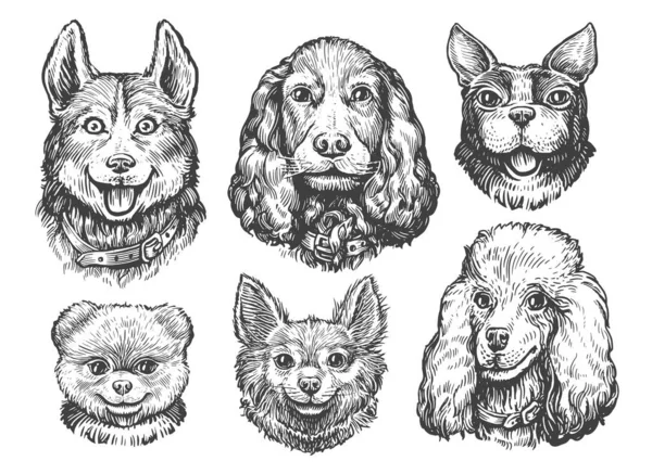 犬と子犬の頭をセットします 犬の品種のコレクション ペットの肖像画 動物のスケッチヴィンテージベクトルイラスト — ストックベクタ