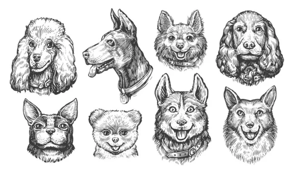Set Dogs Different Breeds Dogs Sketch Style Portraits Heads Pets — Stock Photo, Image