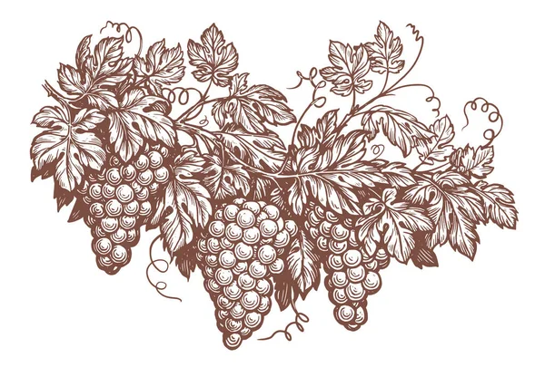葉とブドウのブドウのモノクロームの枝を手描き ベクトルイラストを彫る ワイン造りのコンセプトスケッチヴィンテージ — ストックベクタ
