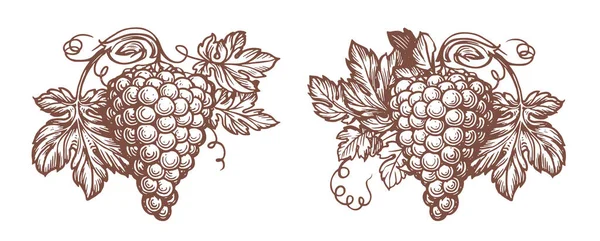 Ramo Uvas Con Hojas Boceto Fruta Fresca Bodega Vino Elemento — Vector de stock
