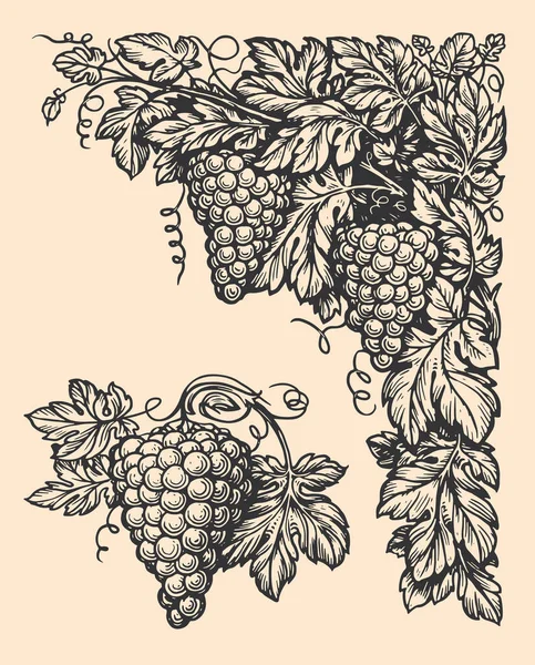 Урожайна Ілюстрація Виноградної Гілки Листям Кутовий Елемент Рамки Дизайну Етикетки — стоковий вектор