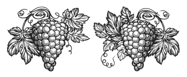 Winorośl Liśćmi Gronem Winogron Stylu Vintage Grawerowania Ręcznie Rysowany Wzór — Zdjęcie stockowe