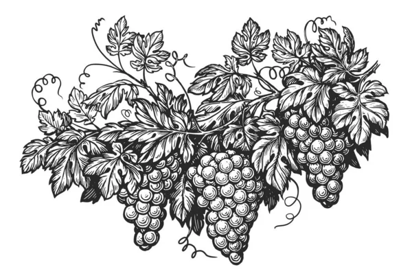 Grapevine Sketch Vine Engraving Vining Plant Grapes Tendrils Leaves Vineyard — Stock Photo, Image