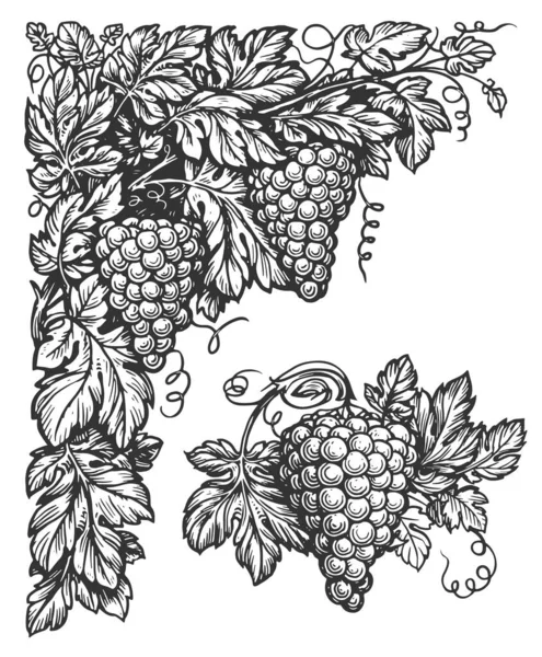 Grapevine Gravure Hoek Met Wijnstok Wijnbouw Met Druiven Ranken Bladeren — Stockfoto