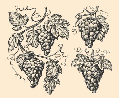 Hand drawn vine, grape bunches and leaves. Grapevine pattern set sketch. Vineyard vector illustration vintage engraving clipart