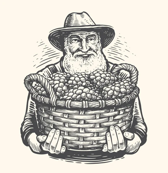 포도를 수확하는 방식으로 바구니를 수확하는 원예학 포도밭 스케치 일러스트 — 스톡 벡터