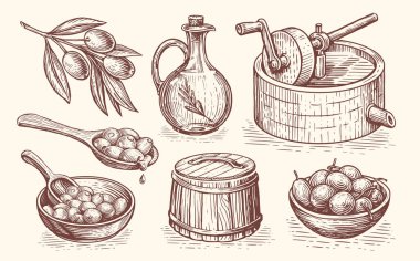 Zeytin yağı üretim konsepti. Ekstra bakire, sağlıklı organik çiftlik yiyeceği. El çizimi klasik çizim vektörü 